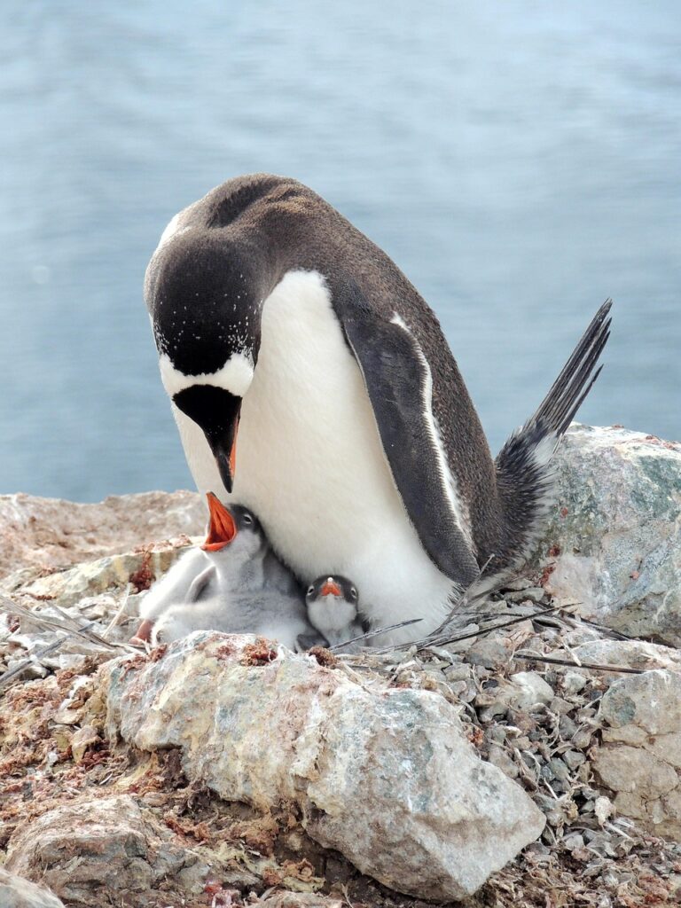gentoo penguin, penguin, bird, animal, baby penguin, chick, wildlife, fauna, nature, antarctic, penguin, penguin, penguin, penguin, penguin